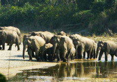 Bardia Jungle Safari