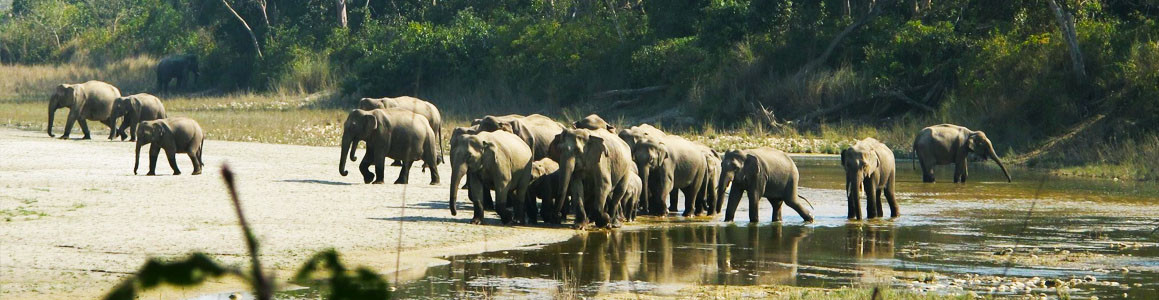 Bardia Jungle Safari