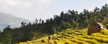 Homestay Trek Nepal